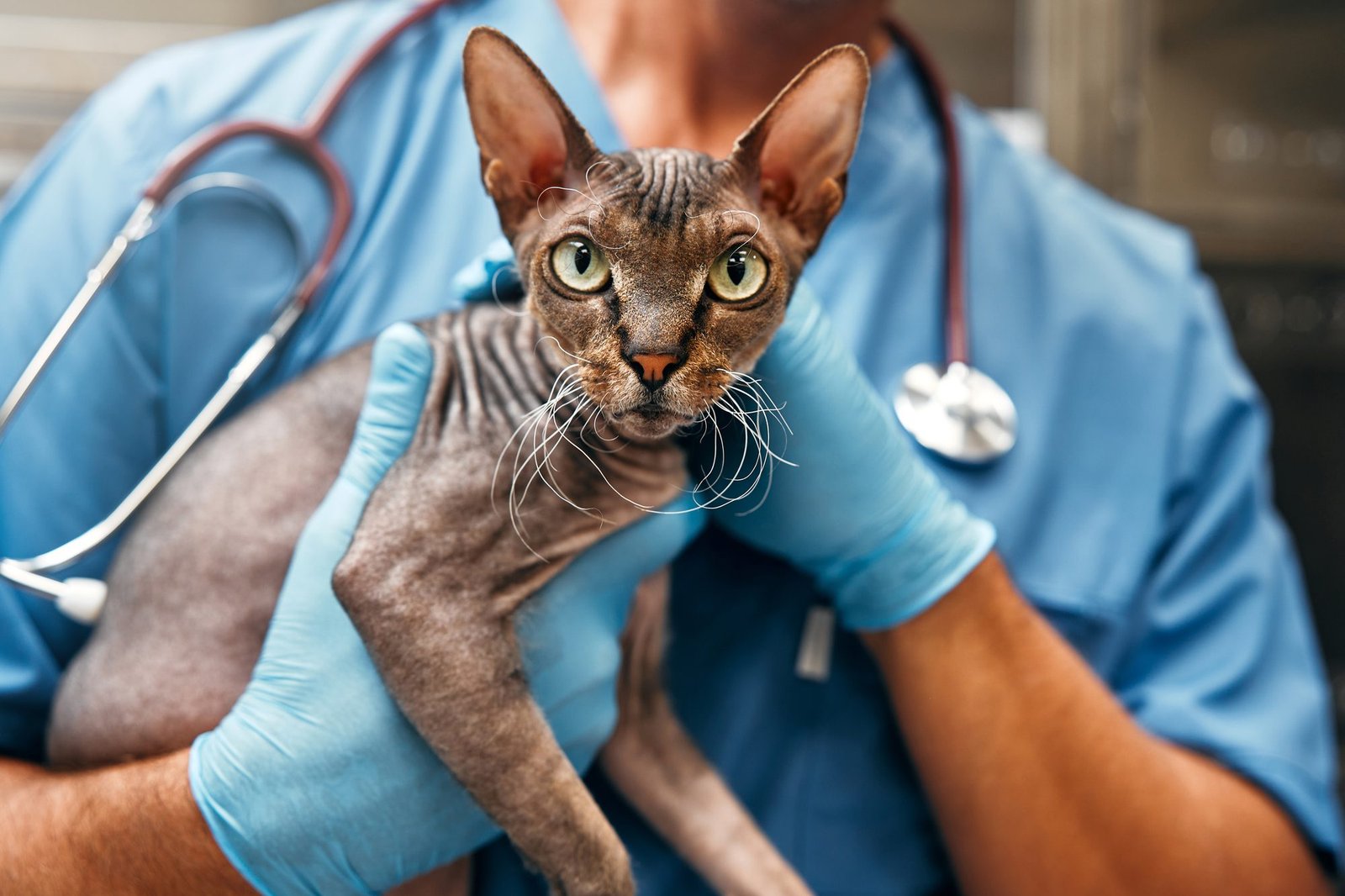 Szőrtelen sphynx macska a rendelőben